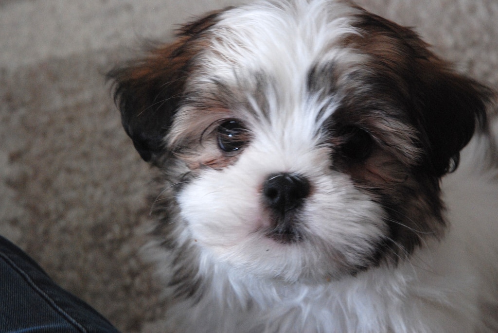 shih tzu chien shih tzu photos de chiens chien des dynasties chinoisesphotos de chiens shih tzu chien shih tzu photos de chiens chien des dynasties chinoisesphotos de chiens
