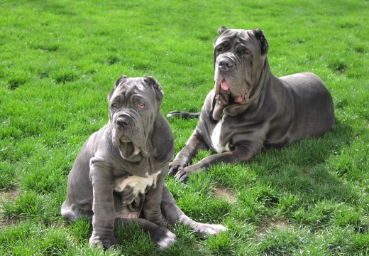 Photos de dogues allemands