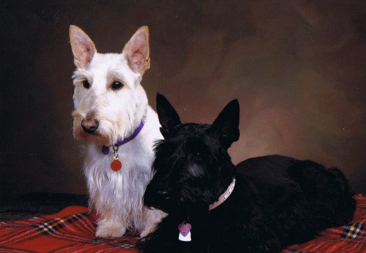 Photos du Scottish Terrier