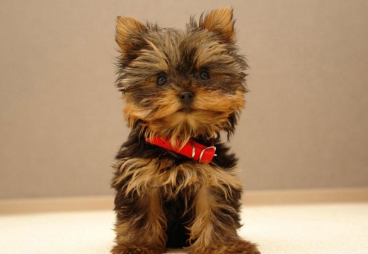 Photos du Yorkshire Terrier