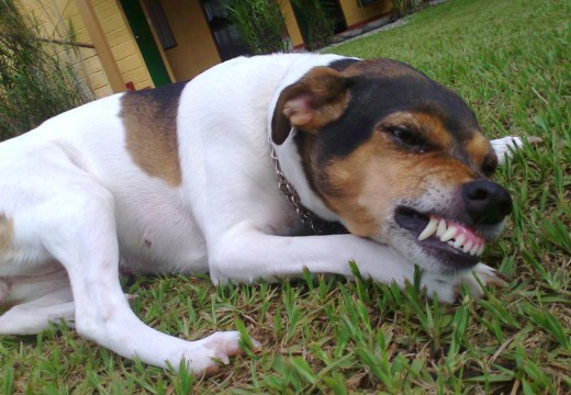 Photos du Fox Terrier