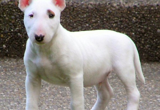 Photos du Bull–terrier