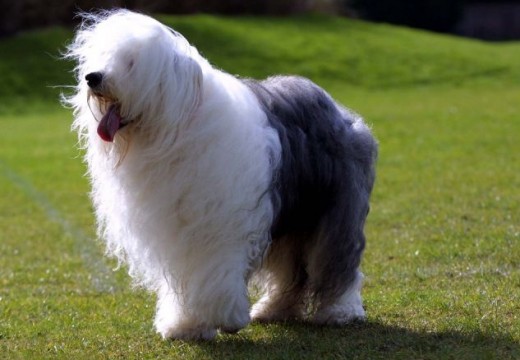 Photos du Bobtail