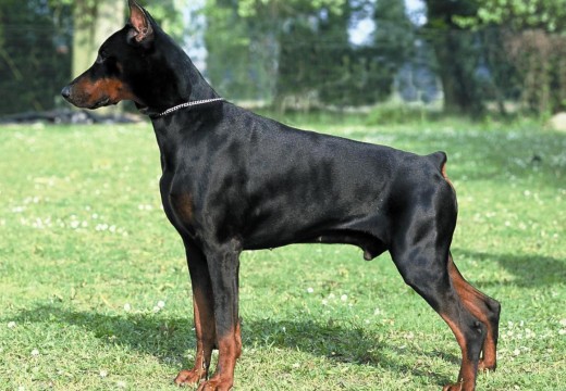 Photos de Dobermann
