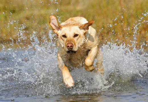Labrador Retriever