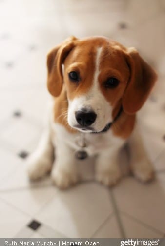 bébé beagle