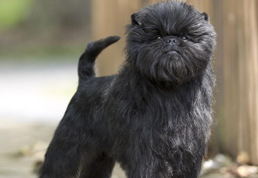 Affenpinscher