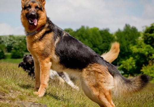Berger allemand