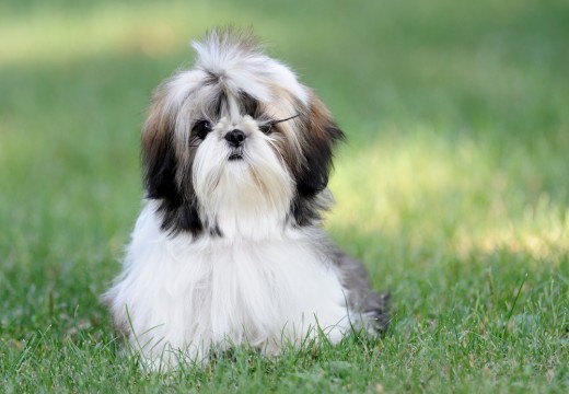Shih Tzu