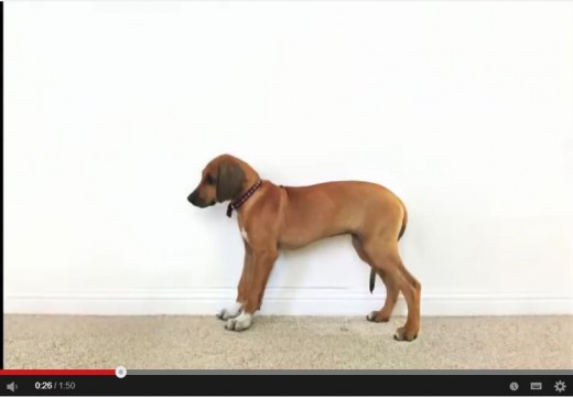 Une vidéo très mignonne d’un Rhodésian Ridgeback pris en photo chaque jour par son maître !