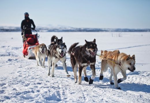 Top 3 des chiens de traîneaux
