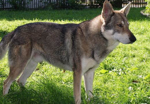 Le chien-loup de Saarloos