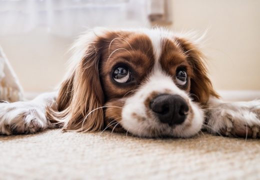 Comment réussir ses photos de chiots ?