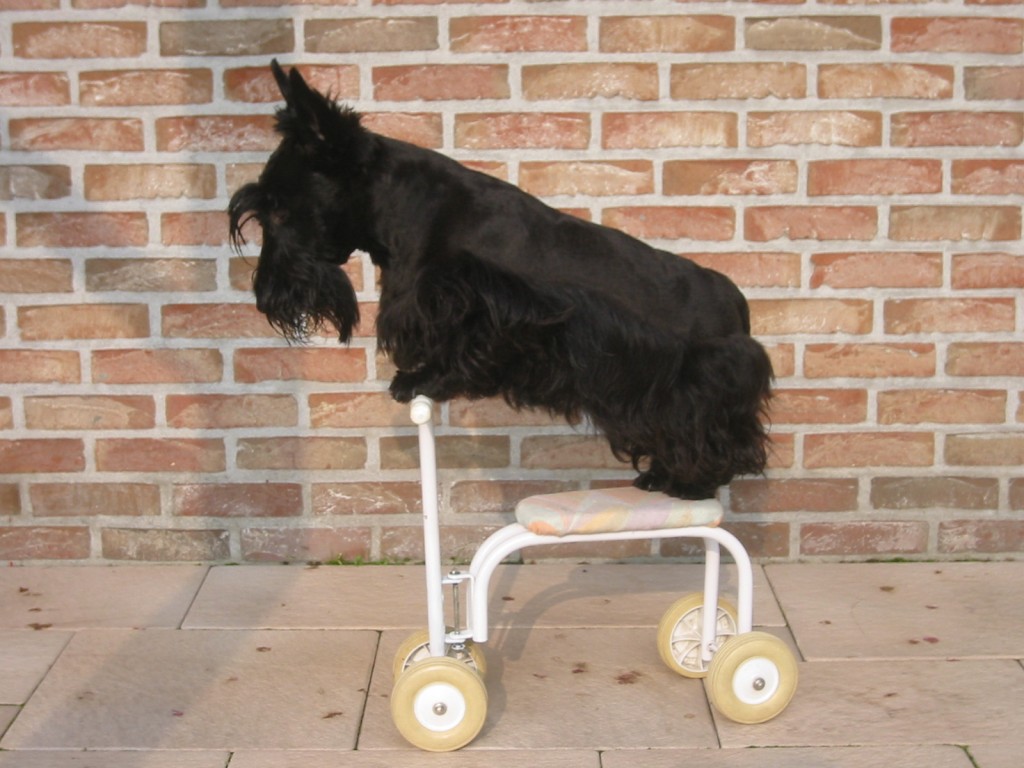 Photos du Scottish Terrier