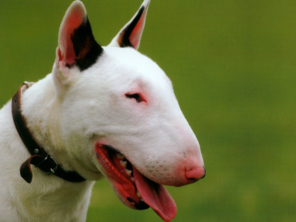 Photos du Bull–terrier