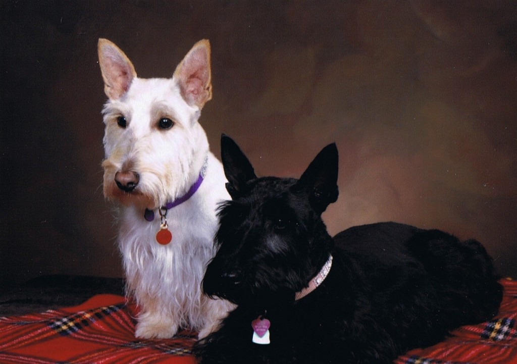 Photos du Scottish Terrier