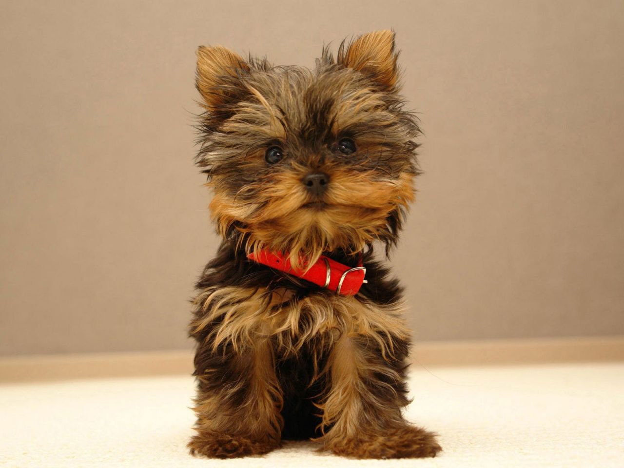 Photos du Yorkshire Terrier