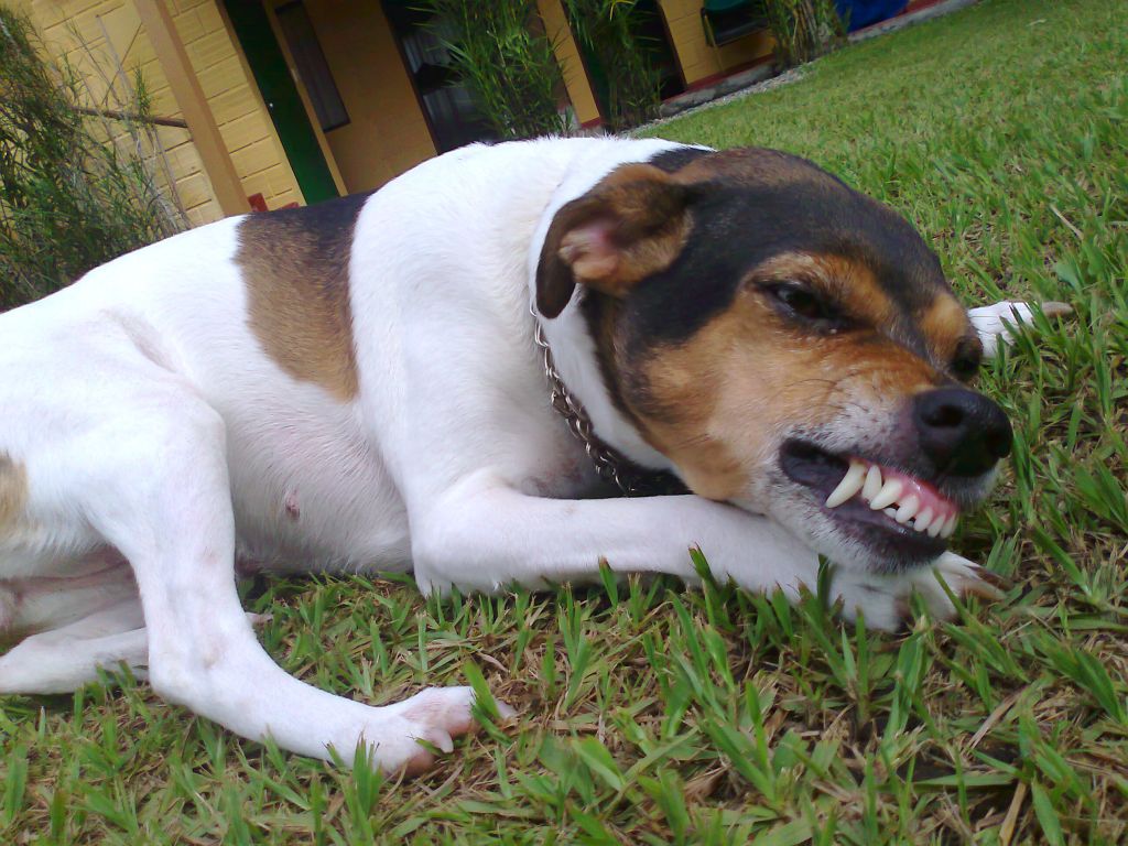 Photos du Fox Terrier