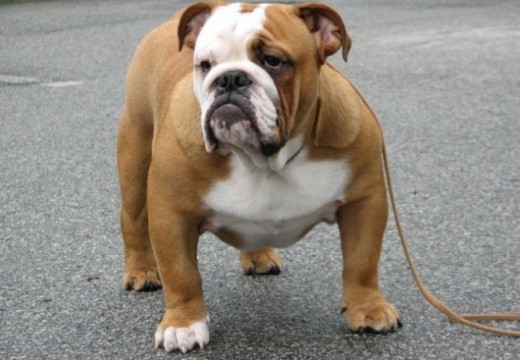 Photos du Bulldog Anglais
