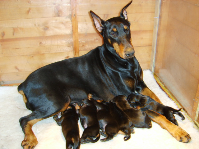 Photos de Dobermann