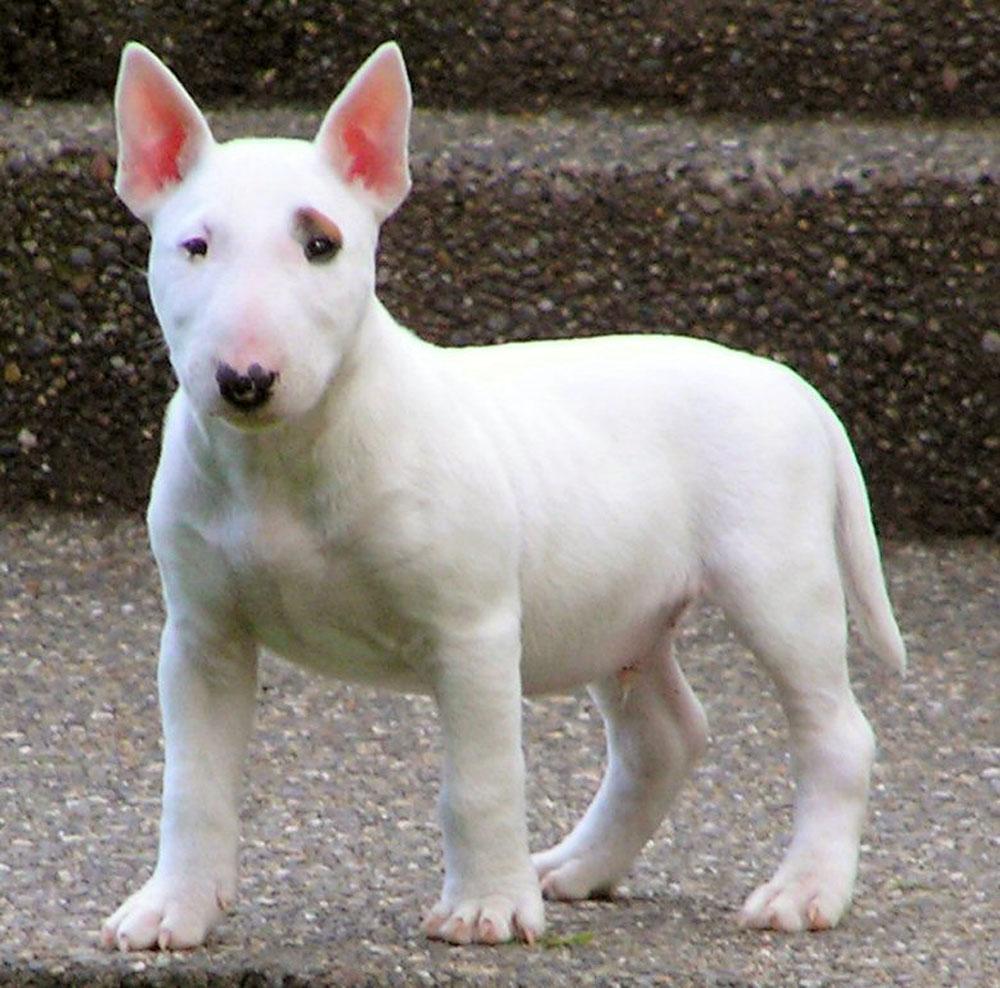 Photos du Bull–terrier