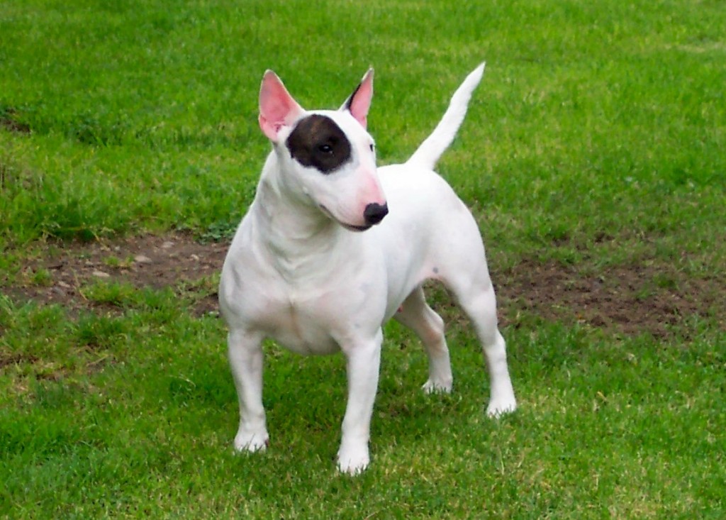 Photos du Bull–terrier