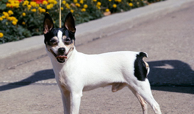 Photos du Fox Terrier