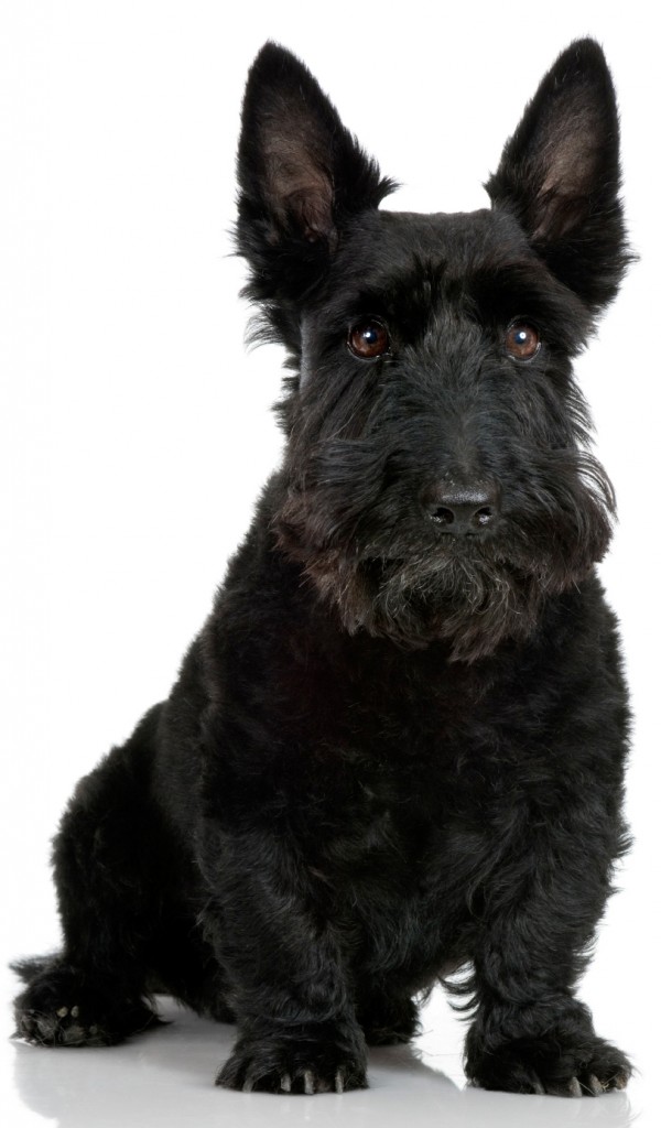 Photos du Scottish Terrier