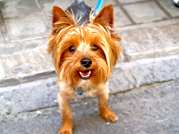 Photos du Yorkshire Terrier