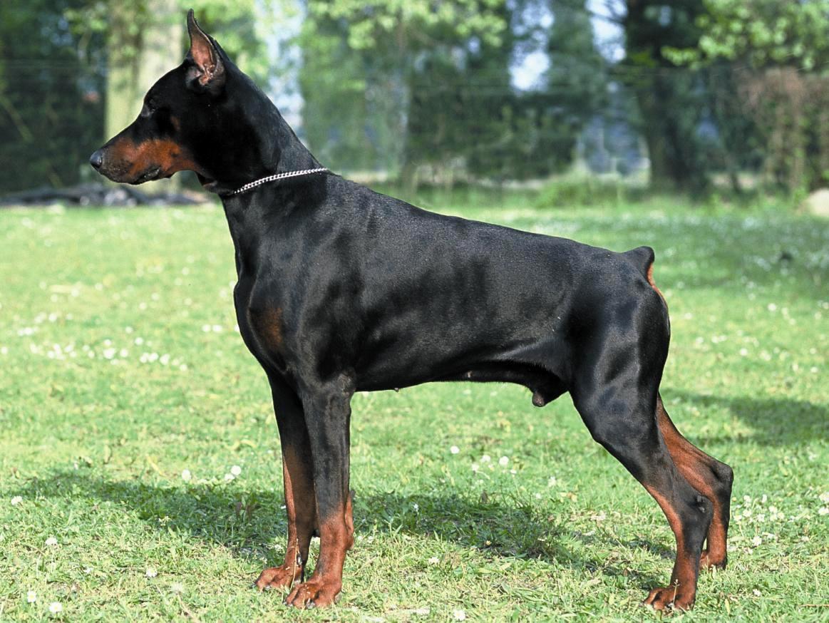 Photos de Dobermann