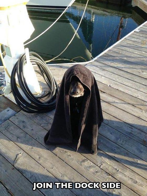 La photo humoristique (spéciale Star Wars). Source : http://cuteoverload.com/