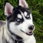 Alaskan Klee Kai