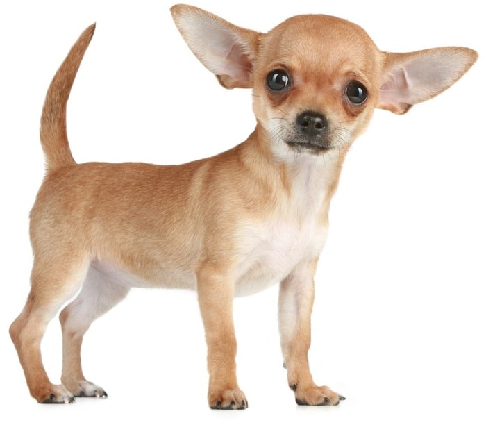 Chihuahua chien