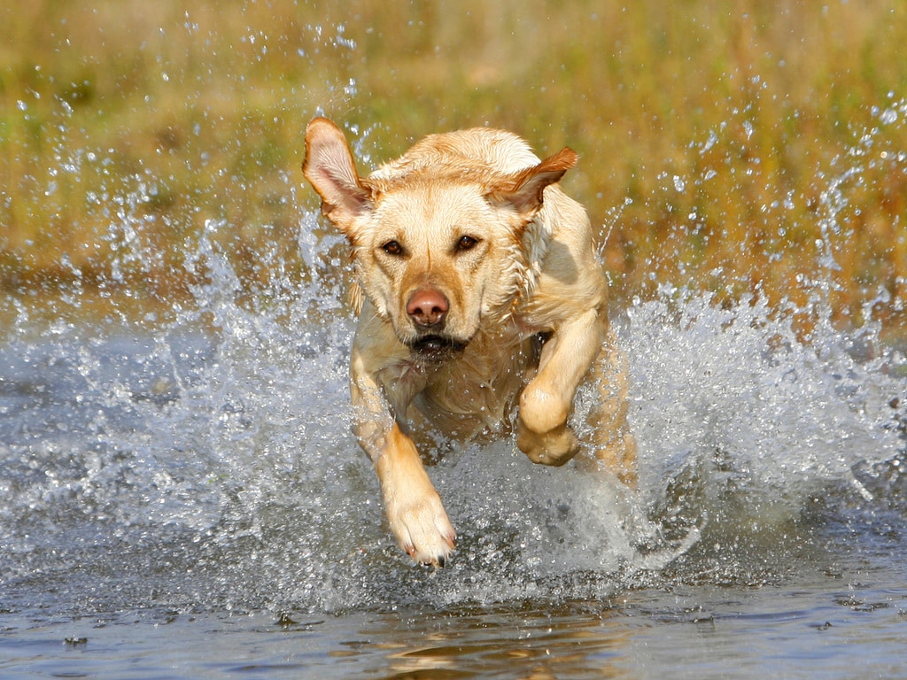 Labrador retriever