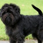 Affenpinscher