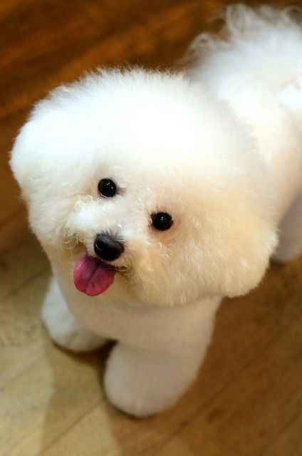 bébé bichon