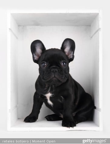 bébé bouledogue francais