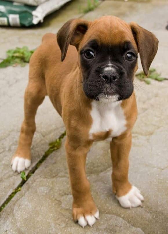 bébé boxer