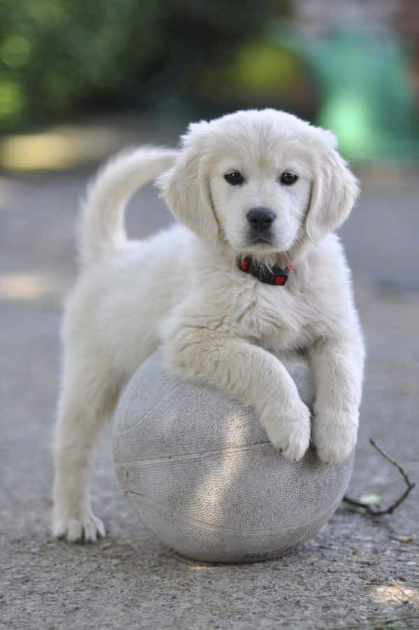 bébé golden retriever