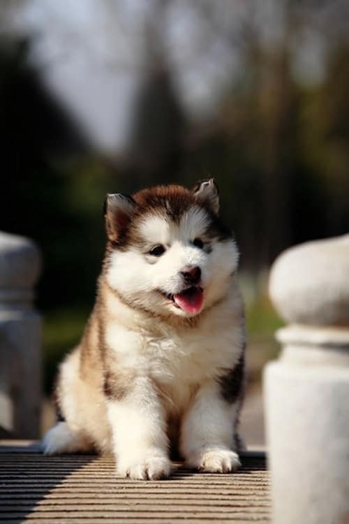 bébé husky