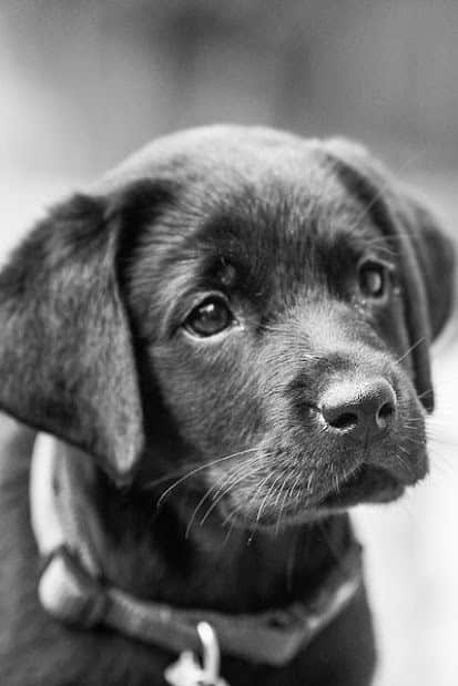 bébé labrador noir