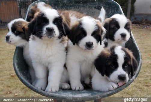 bébé saint bernard