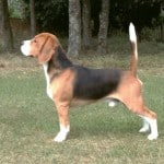 beagle chien chasse