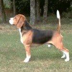 beagle chien chasse