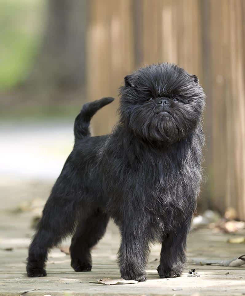 chien-affenpinscher