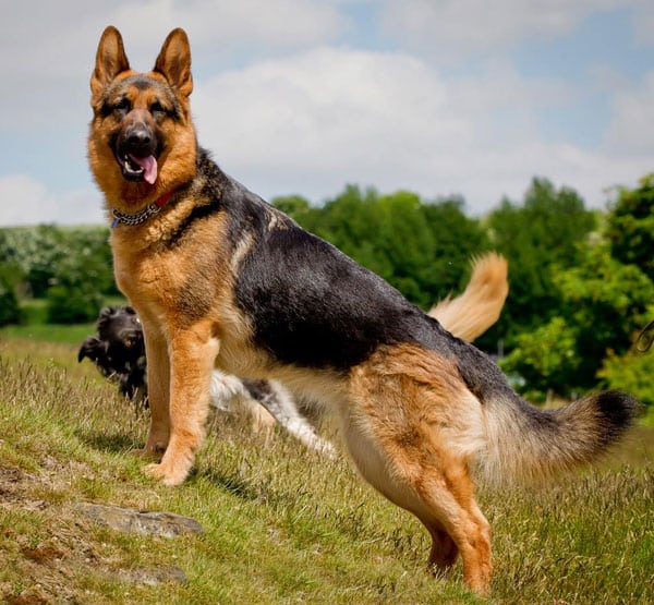 chien-berger-allemand