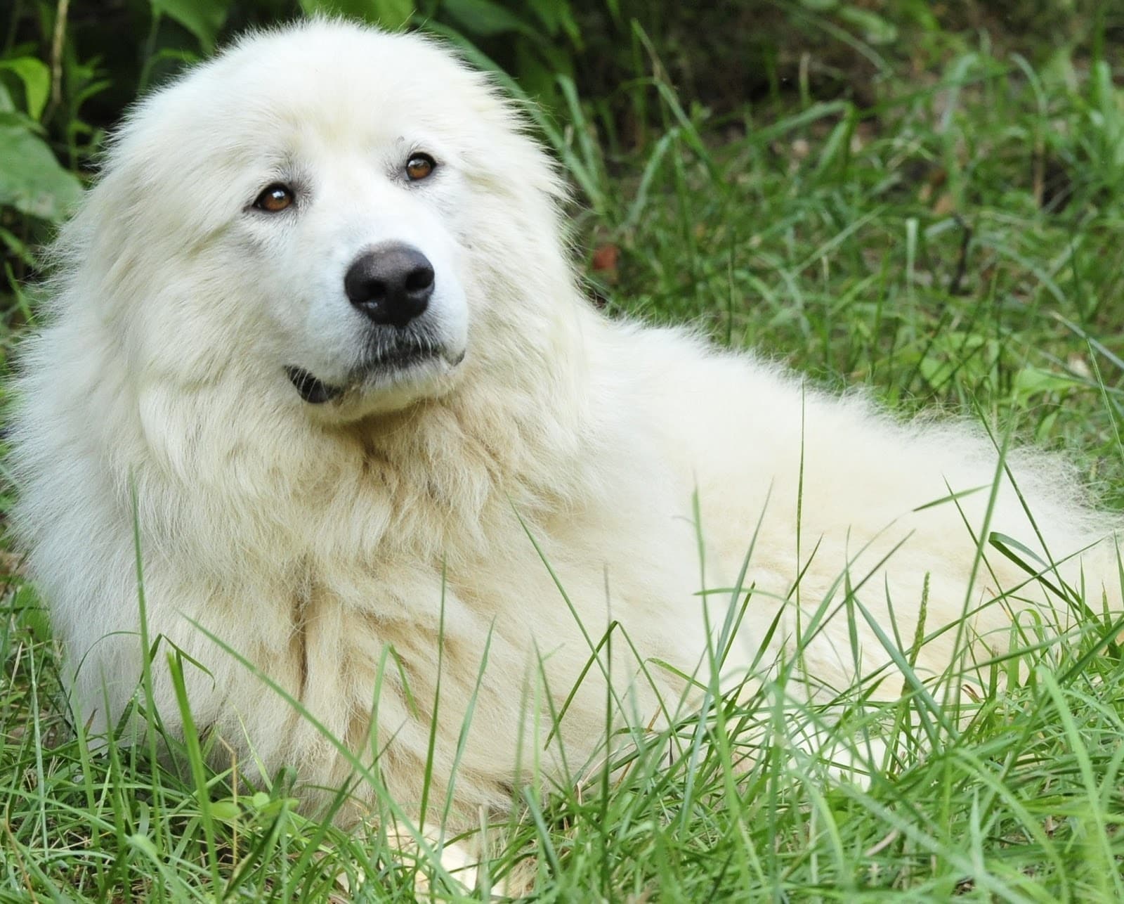 chien-troupeau-akbash