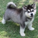 Alaskan Klee Kai