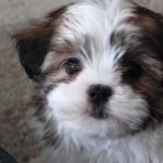 Shih Tzu