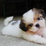 Shih Tzu